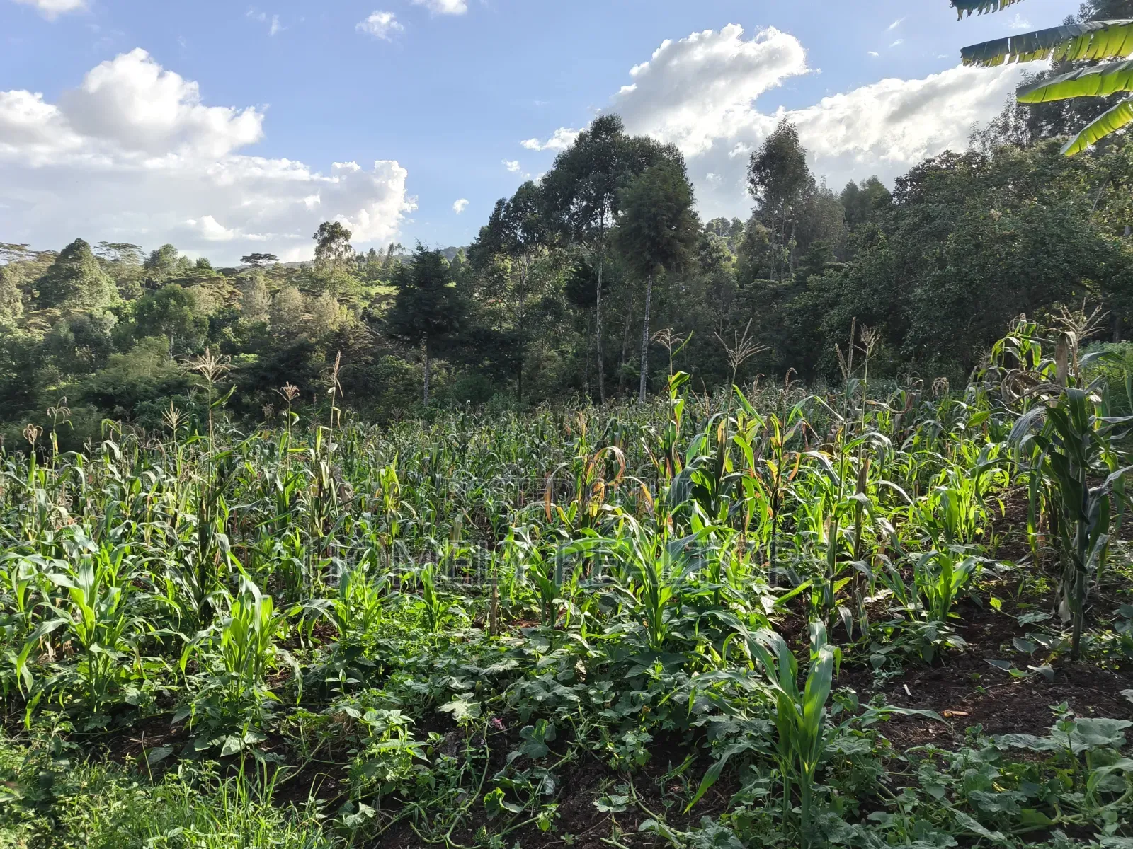 One Acre Piece of Land for Sale in Ngong, Kahara. Red Soil Farmland in Matasia
