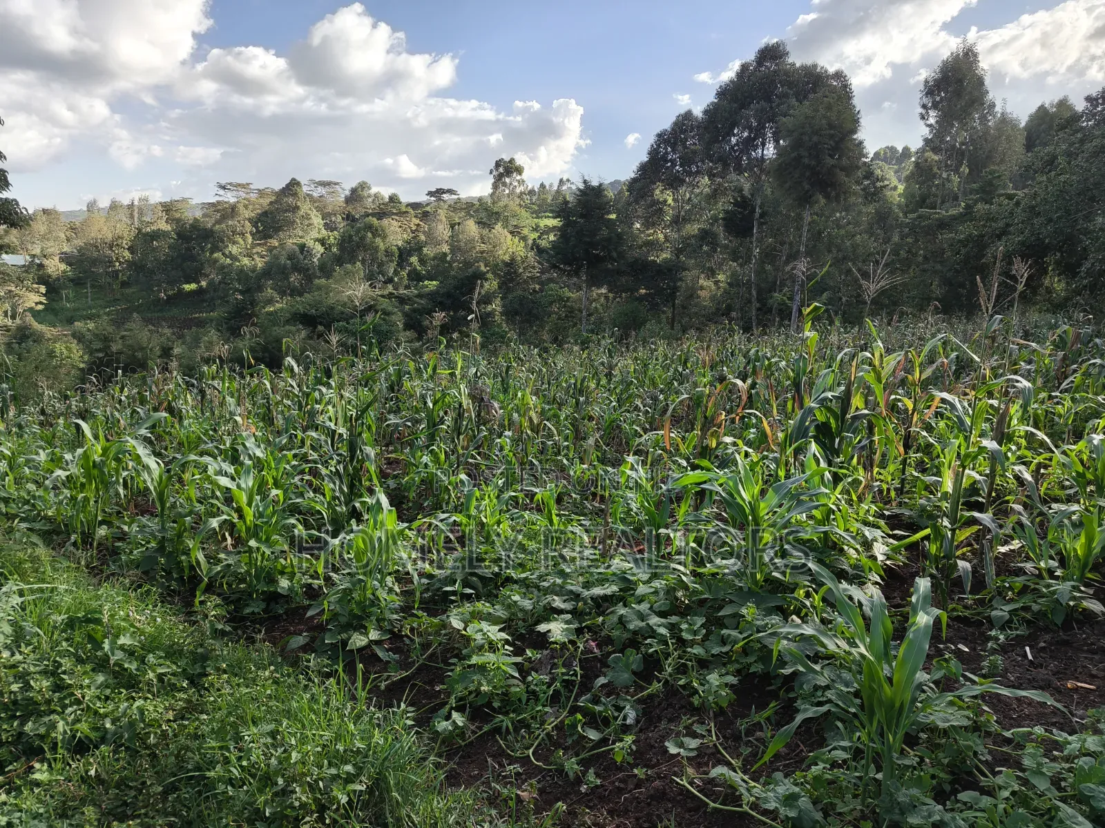 One Acre Piece of Land for Sale in Ngong, Kahara. Red Soil Farmland in Matasia