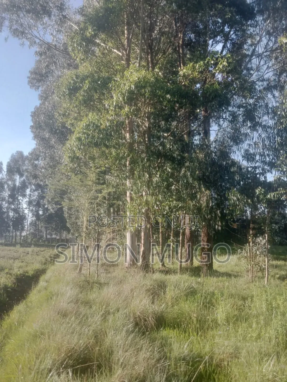 Olkalou Prime 270 Acres With Mature Eucalyptus Trees in Kipipiri
