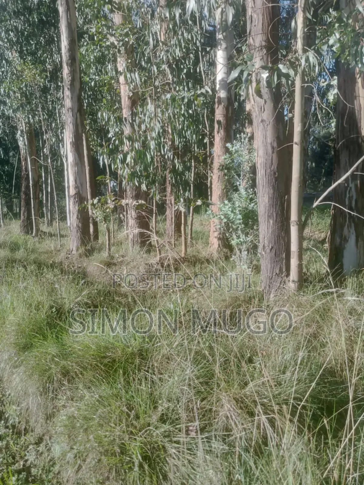 Olkalou Prime 270 Acres With Mature Eucalyptus Trees in Kipipiri