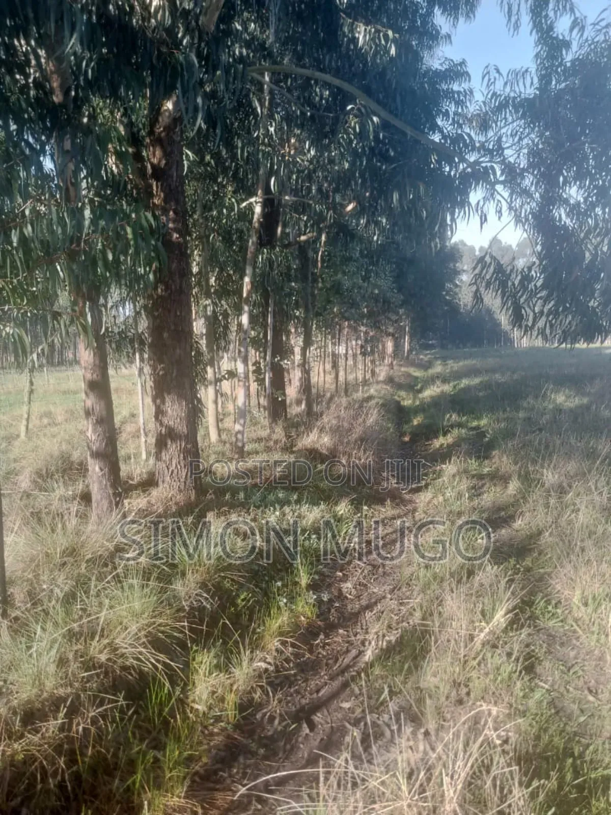 Olkalou Prime 270 Acres With Mature Eucalyptus Trees in Kipipiri