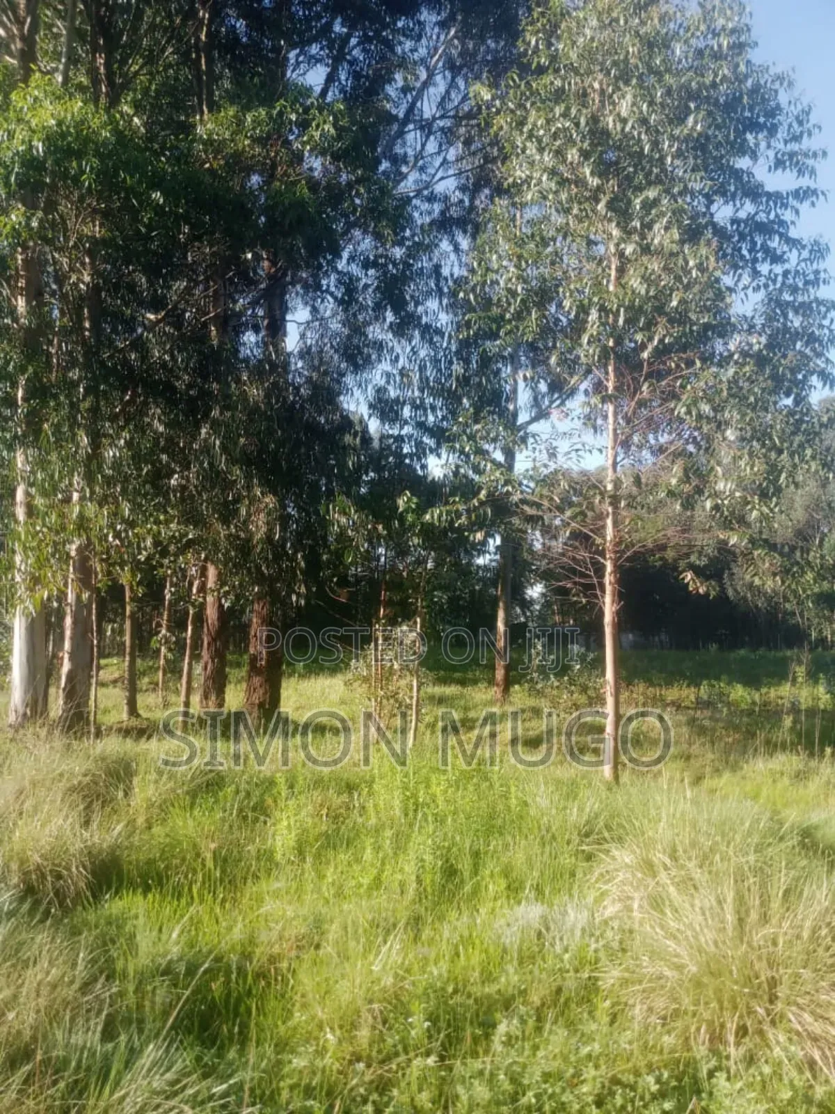 Olkalou Prime 270 Acres With Mature Eucalyptus Trees in Kipipiri