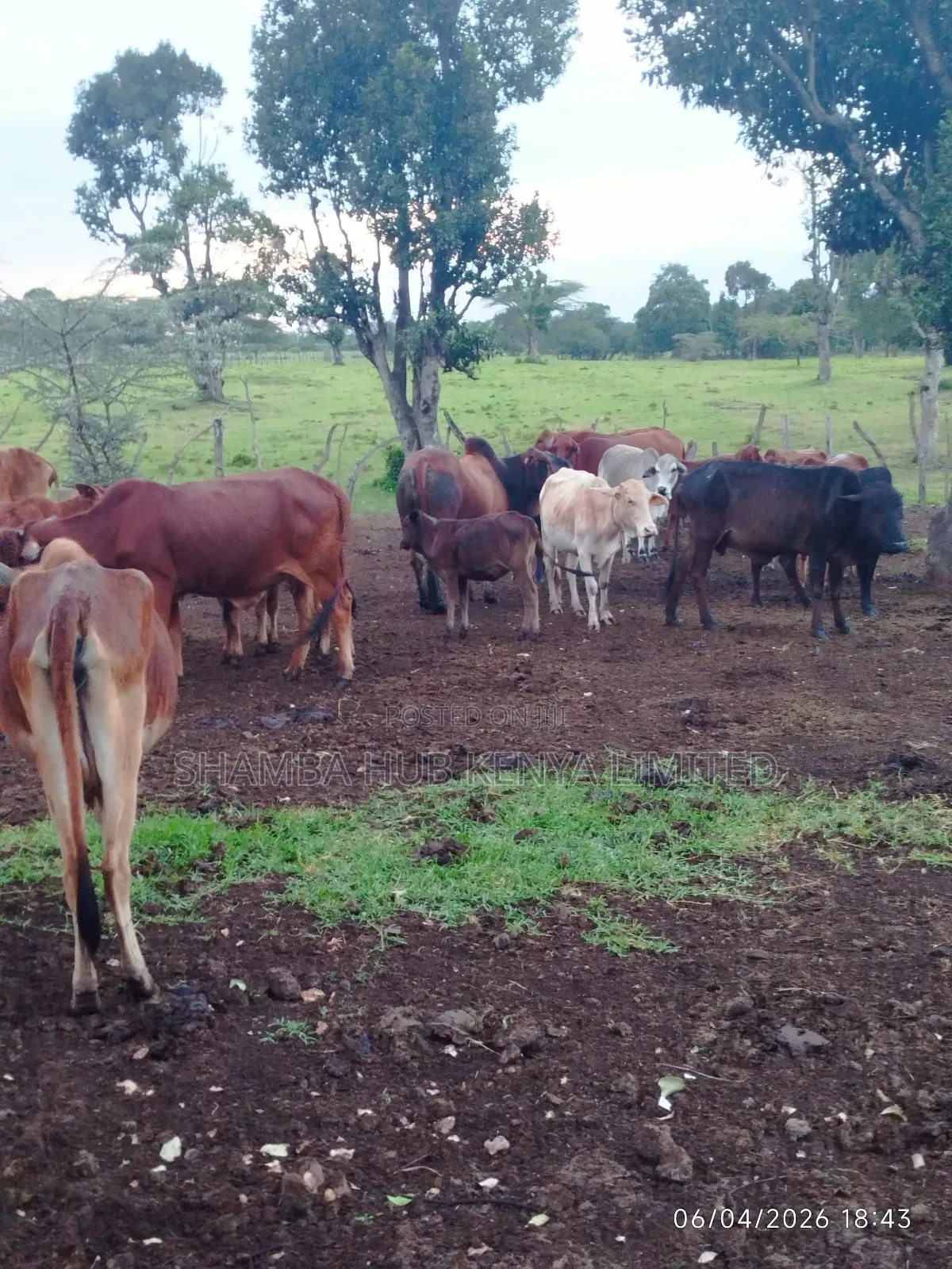 96 Acres Of Land On Sale In Masai Mara Conservancy in Mara