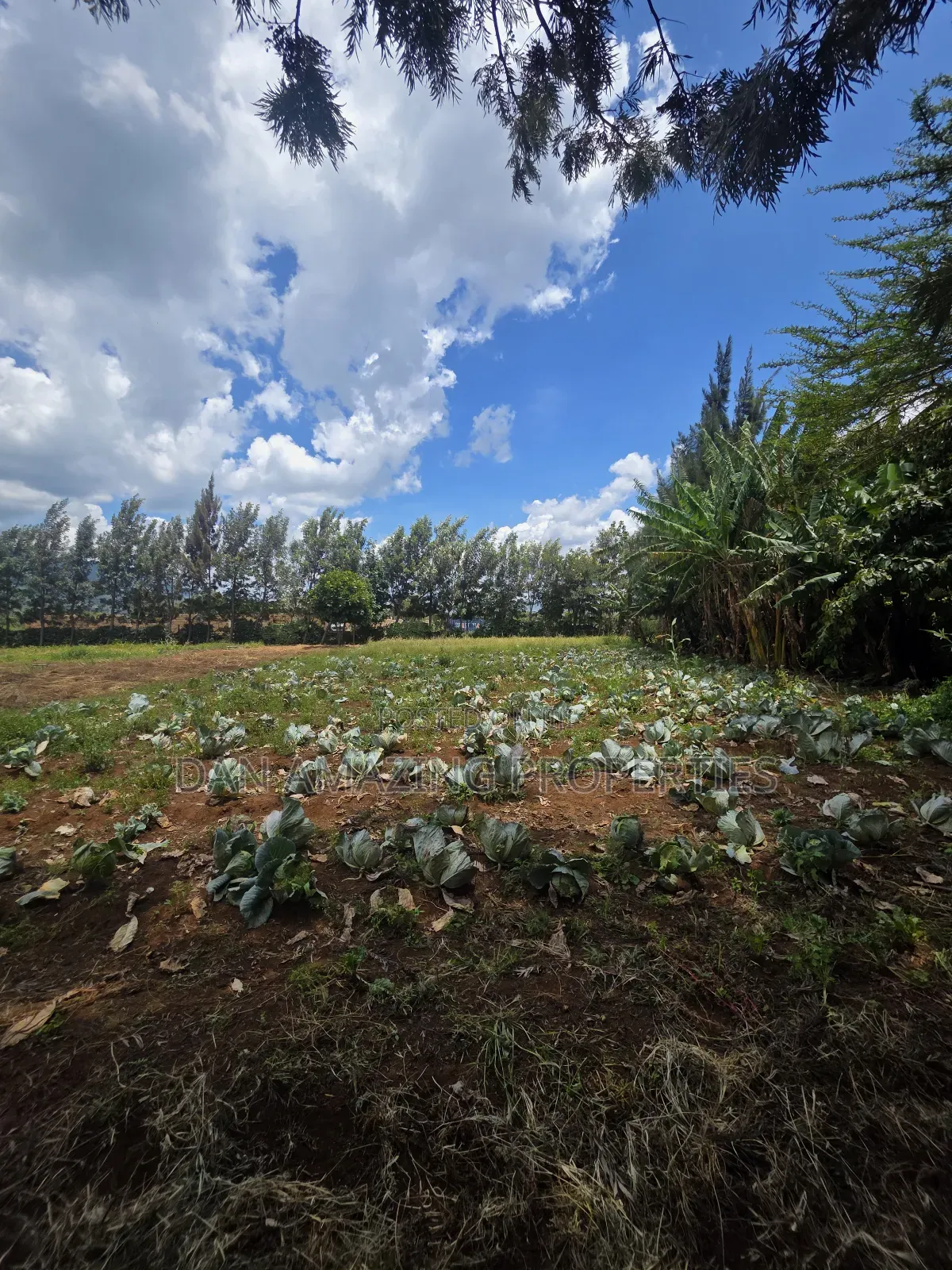 50 by 100 Plot in Ngong Kimuka for Sale I Deal for Residential in Kibiku