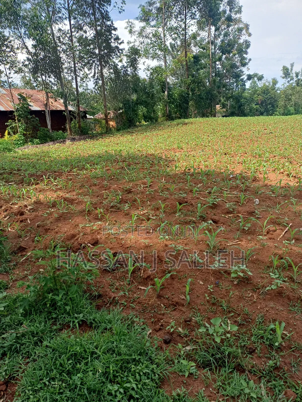 1acre Transfer Matungu. in Mayoni