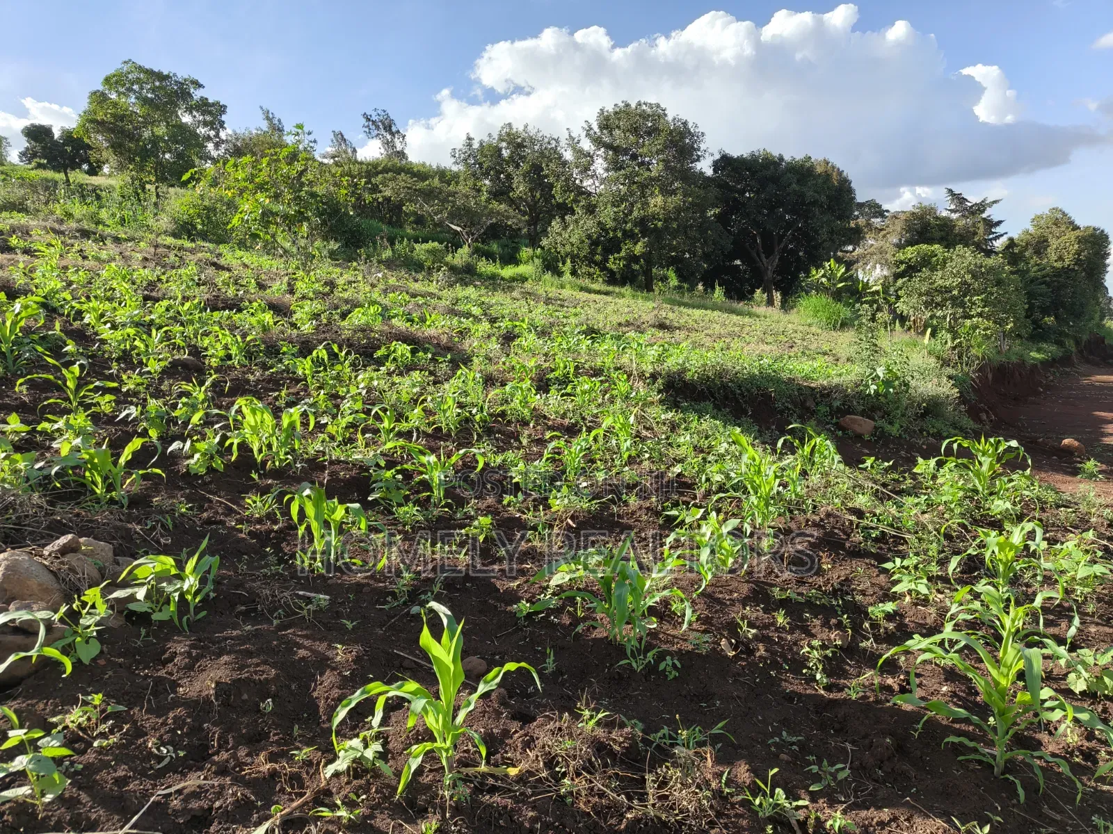 One Acre Plot for Sale in Ngong, Kahara Near Tarmac. Red Soil in Matasia