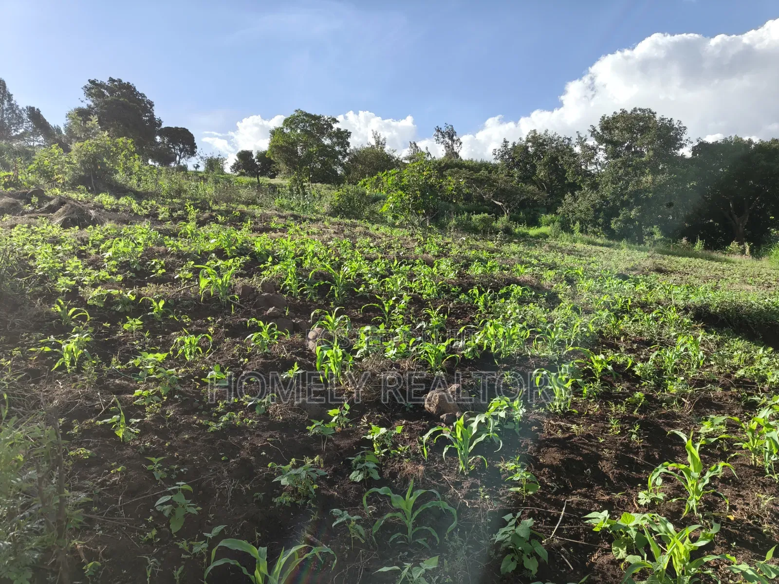 One Acre Plot for Sale in Ngong, Kahara Near Tarmac. Red Soil in Matasia