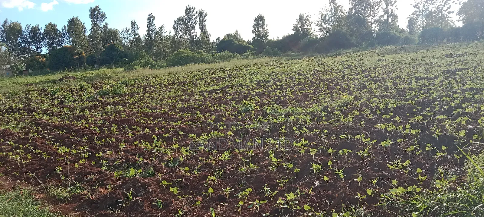 Muranga Loc 20 in Township G