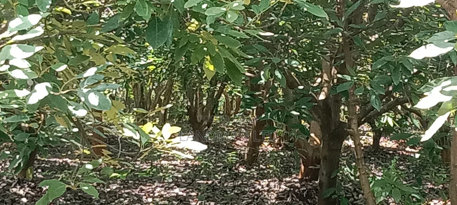 Prime 1 Acre Agricultural Land in Maragua in Nginda