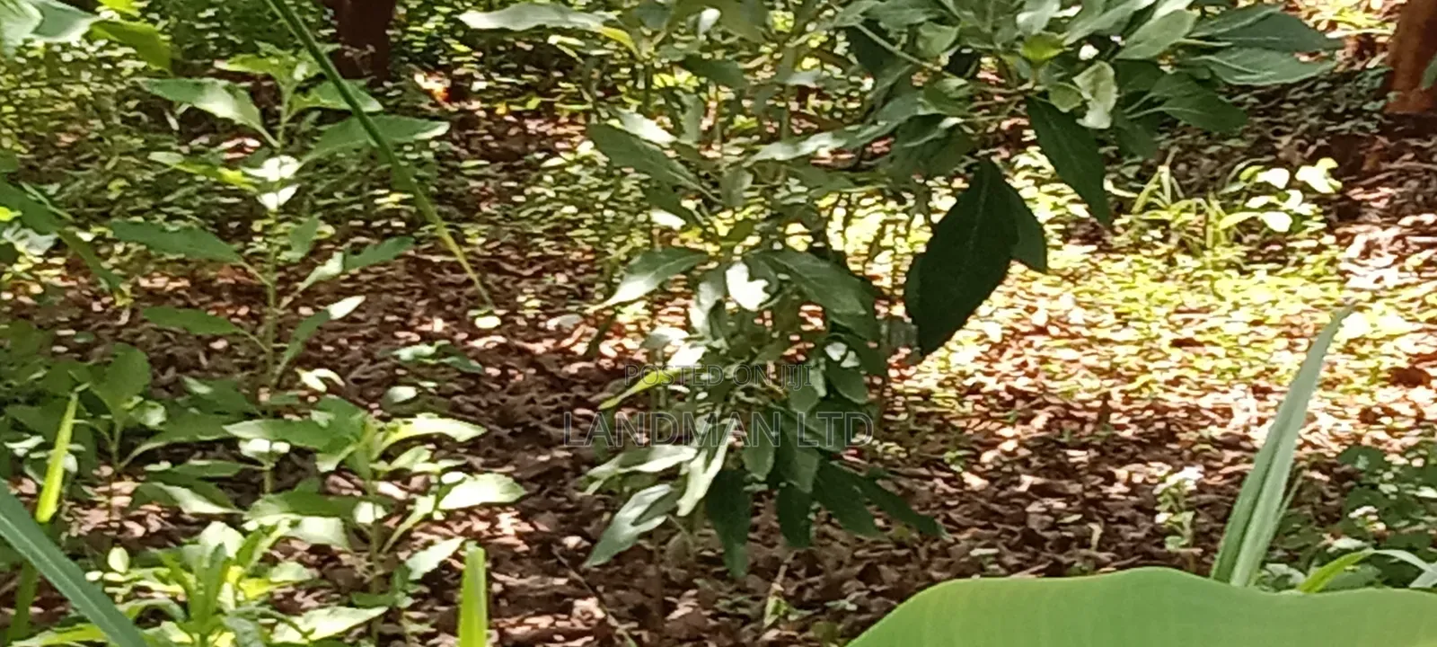 Prime 1 Acre Agricultural Land in Maragua in Nginda