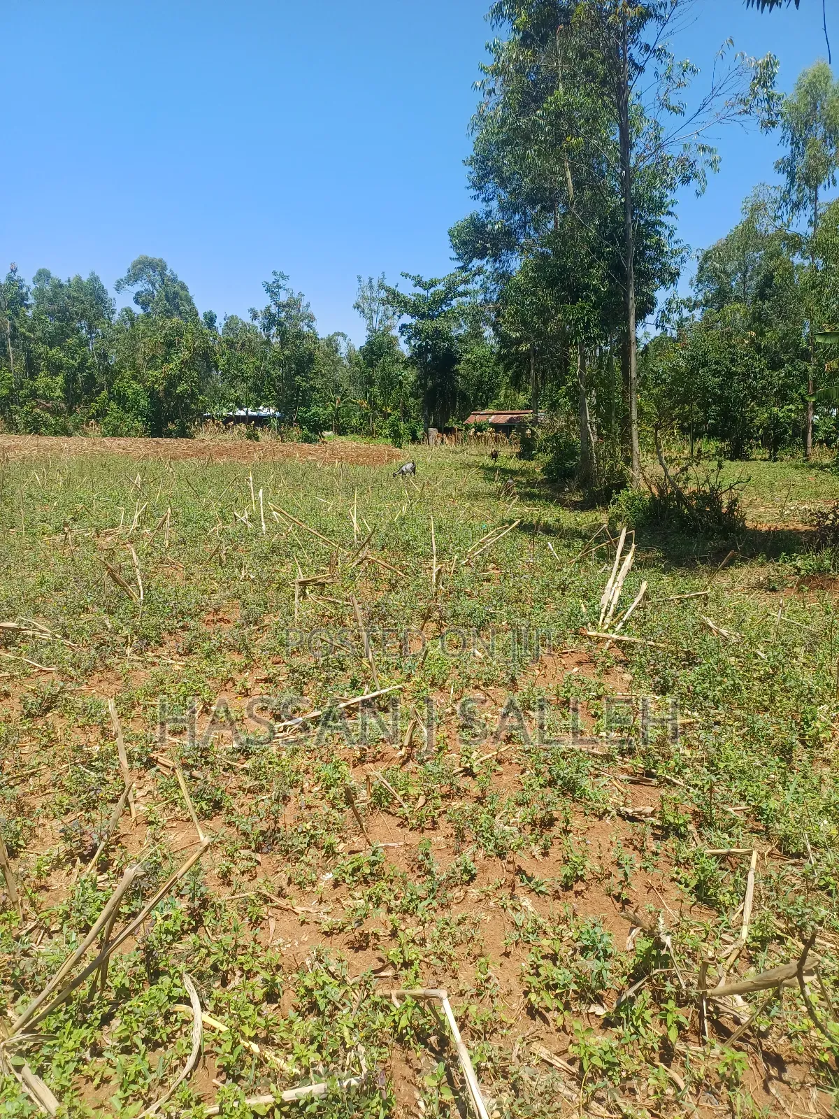 1acre Ekero on Sale. in Mumias Central