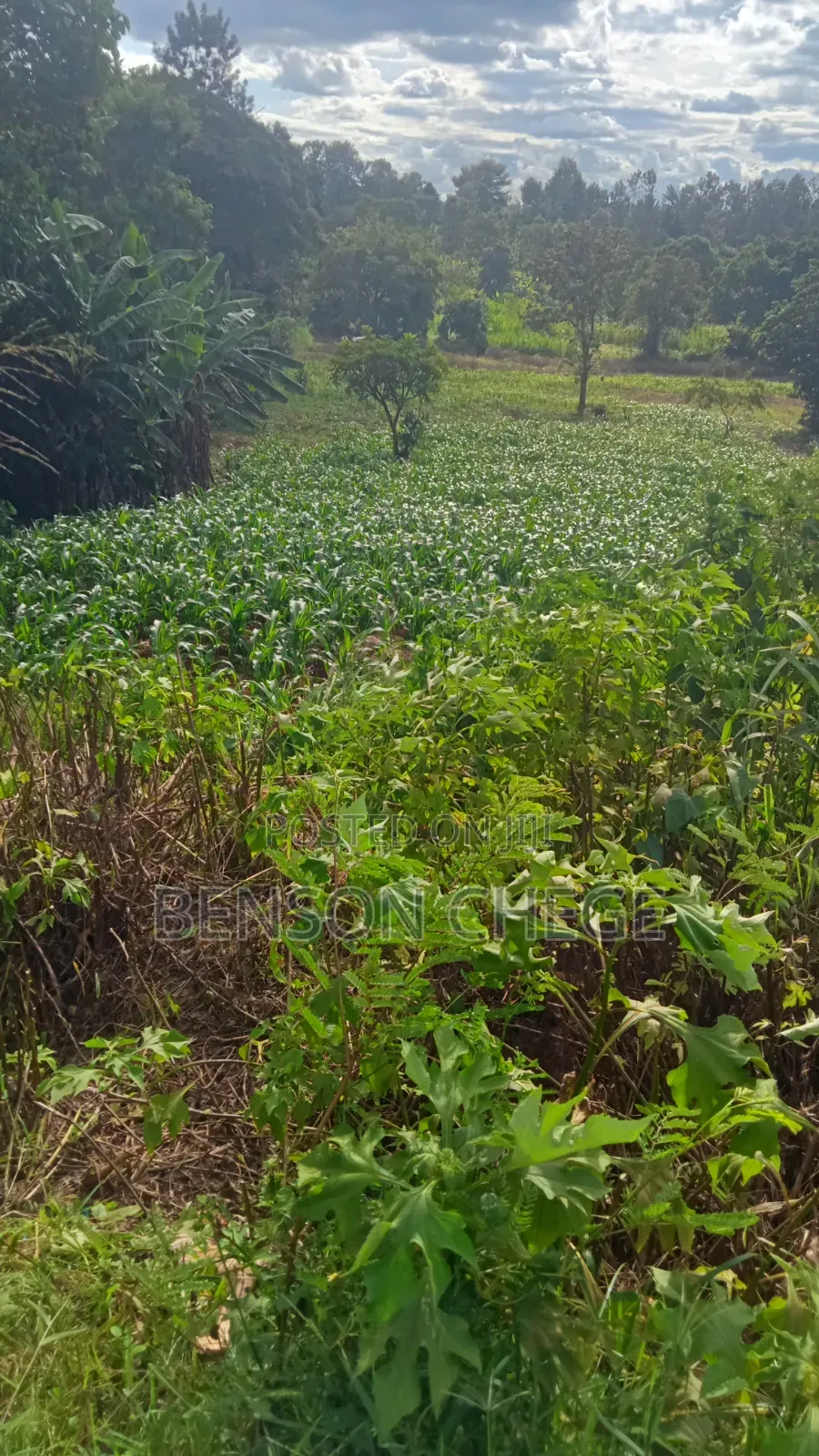 1acre for Sale at Mbombo in Kambiti