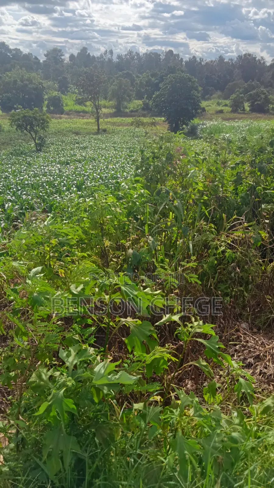 1acre for Sale at Mbombo in Kambiti