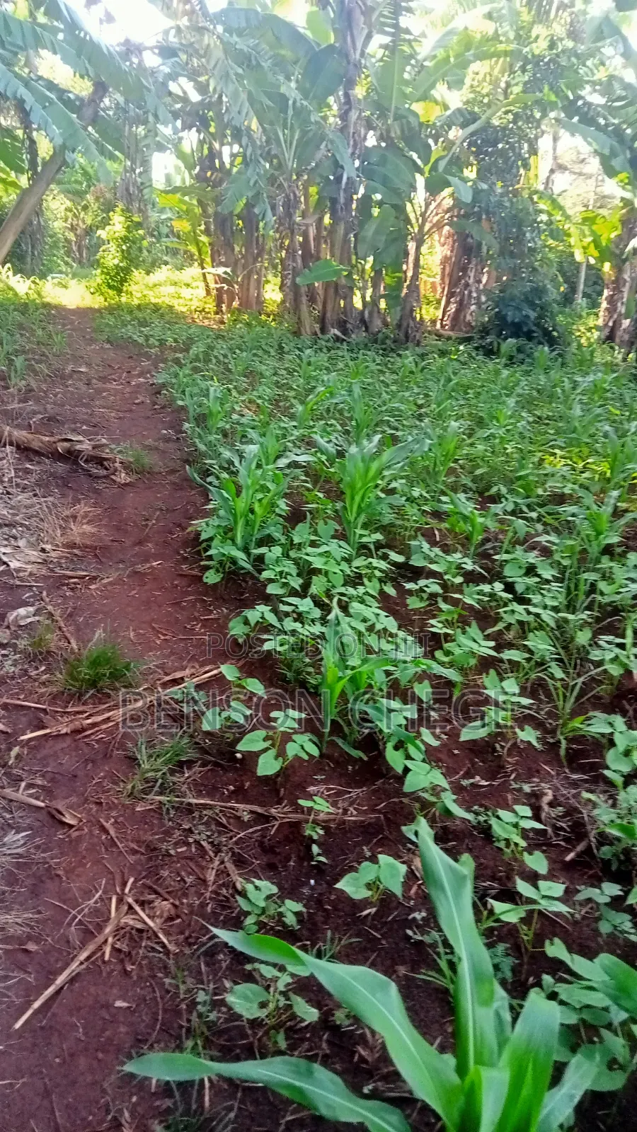 1acreland for Sale at Ikundu Maragua in Nginda