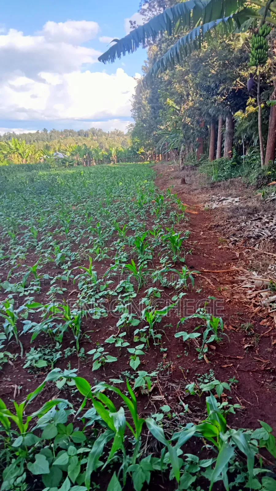 1acreland for Sale at Ikundu Maragua in Nginda