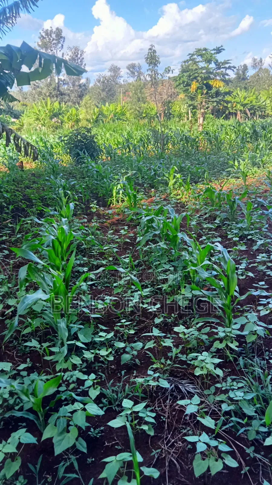 1acreland for Sale at Ikundu Maragua in Nginda