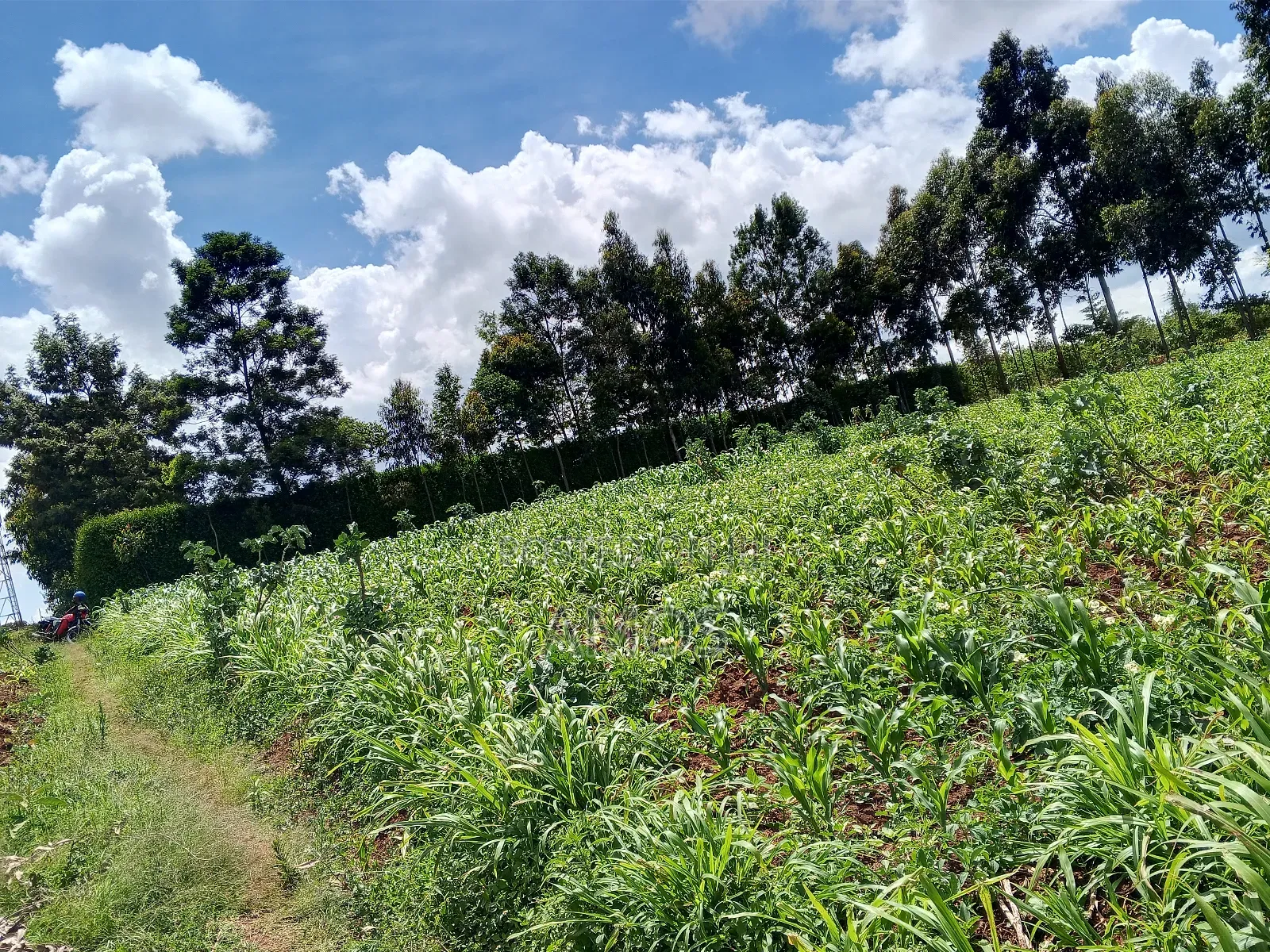 1 Acre Ndeiya Loyal Prime for Residential in Ndeiya
