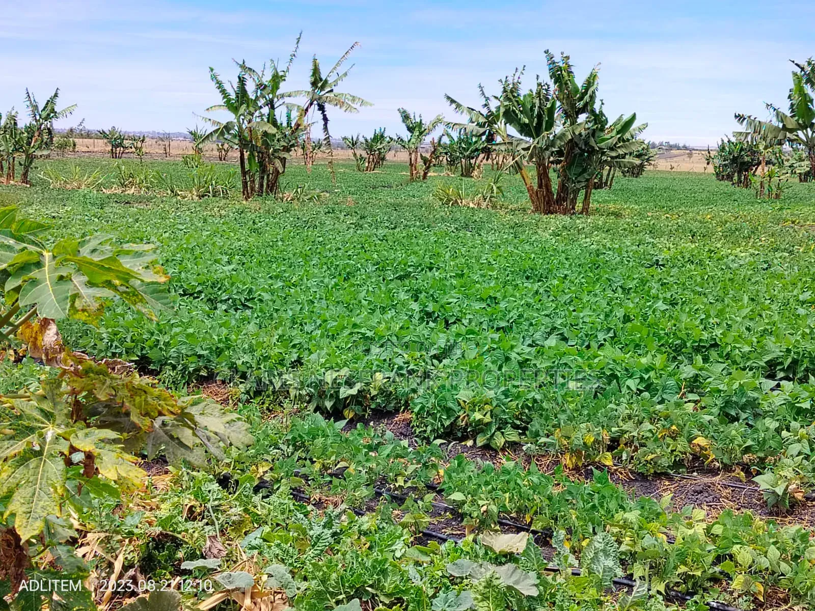 Ready Title 50x100 Isinya Plots At in Isinya