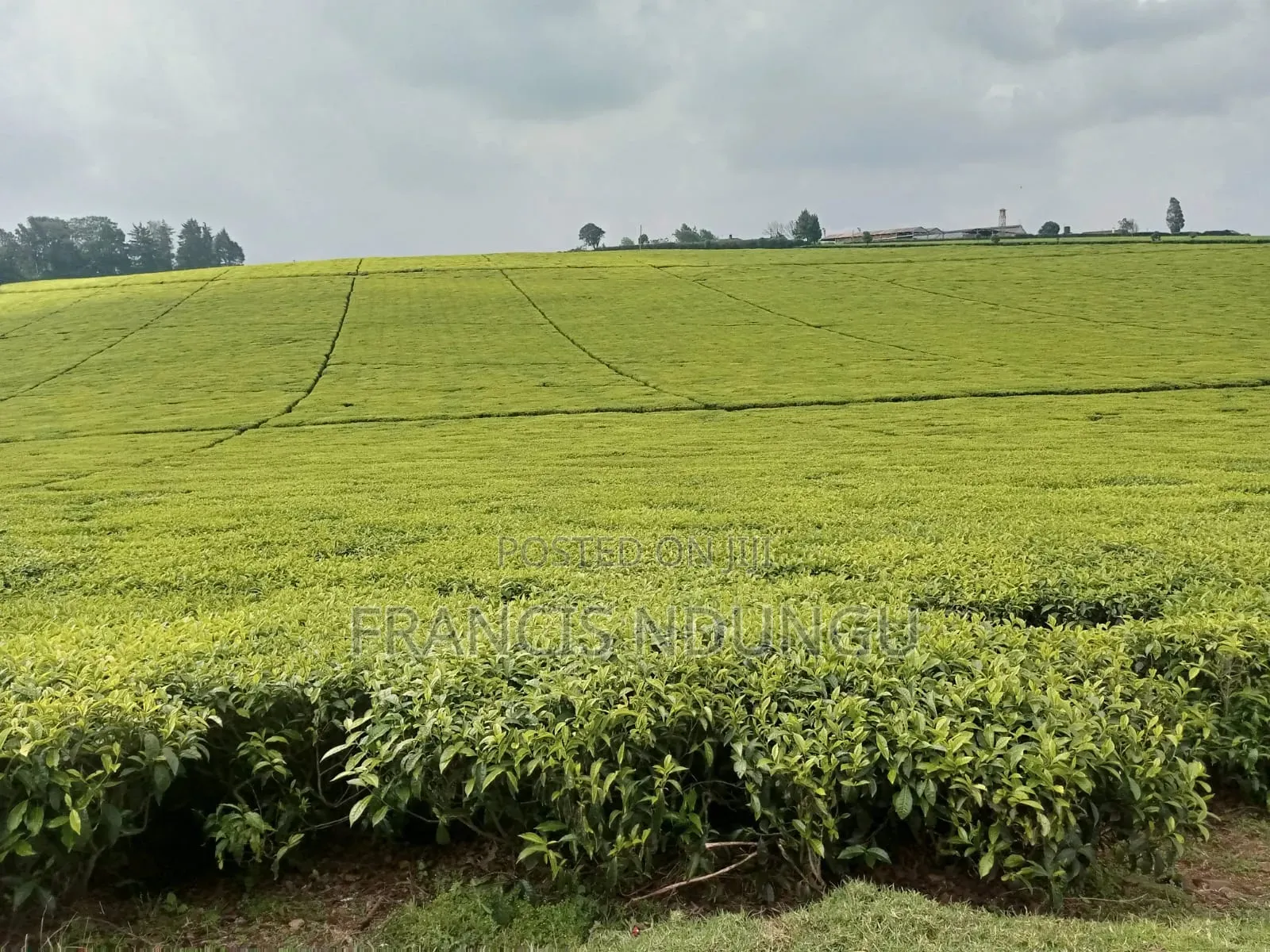 20 Acres Along Kiambu Limuru Road for Sale in Cianda