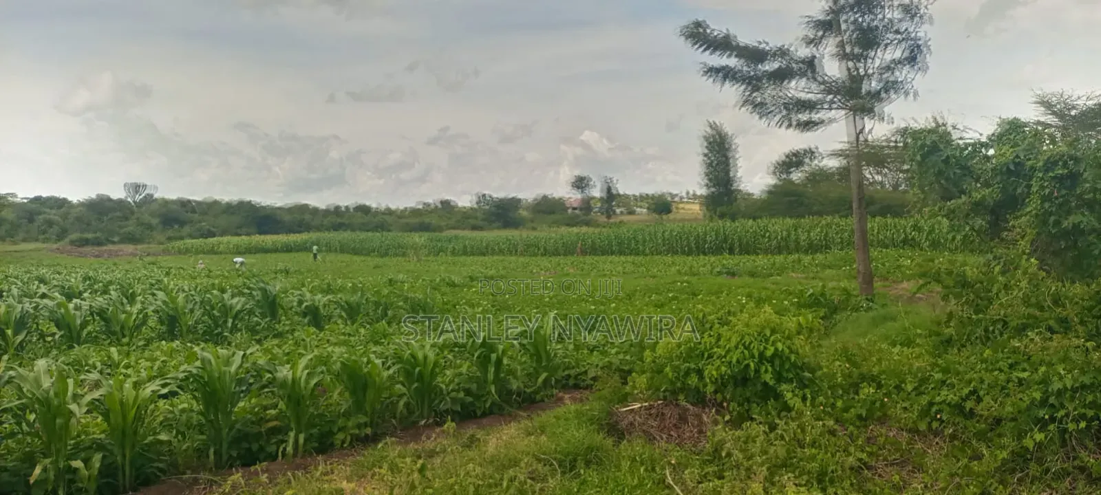 40 Acre Fronting River and Tarmac Road Nanyuki Lamuria in Nanyuki