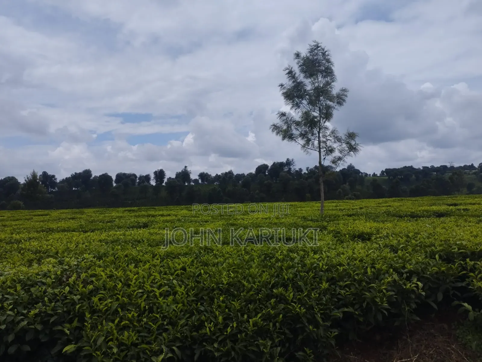 Kiambu Ngorongo Tea Farm,50 Acres Mature and Well Maintained Tea Farm in Ndumberi