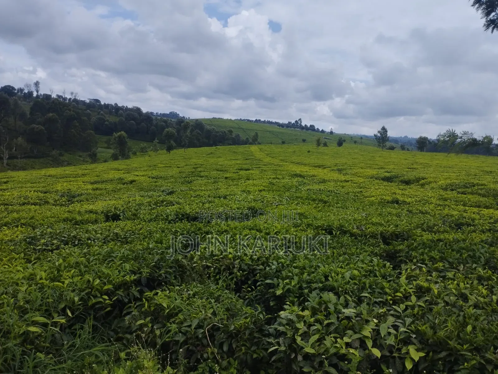 Kiambu Ngorongo Tea Farm,50 Acres Mature and Well Maintained Tea Farm in Ndumberi