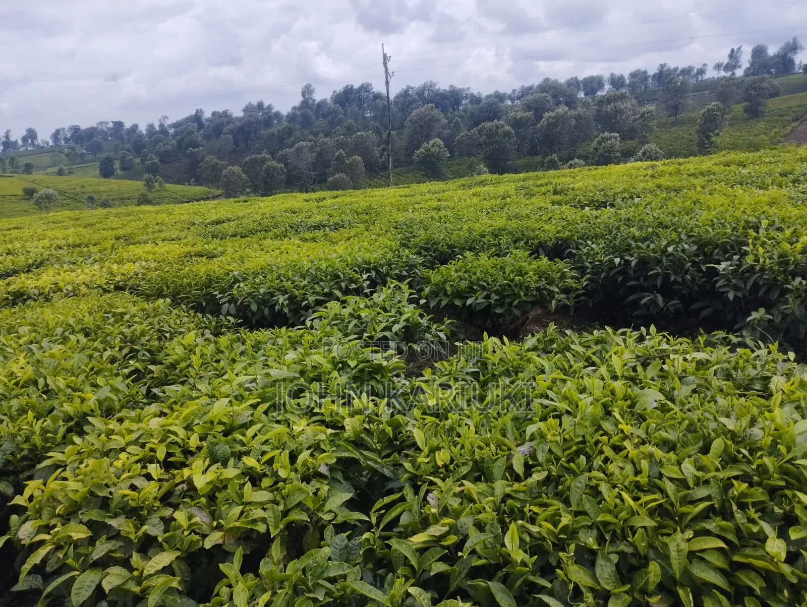 Kiambu Ngorongo Tea Farm,50 Acres Mature and Well Maintained Tea Farm in Ndumberi