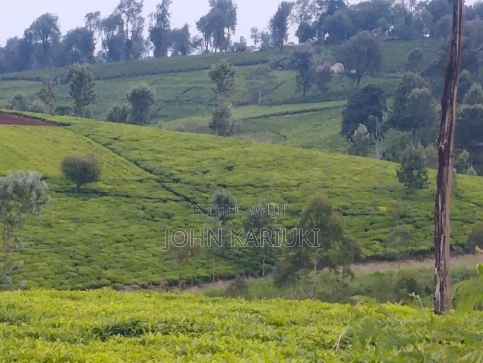 Kiambu Ngorongo Tea Farm,50 Acres Mature and Well Maintained Tea Farm in Ndumberi