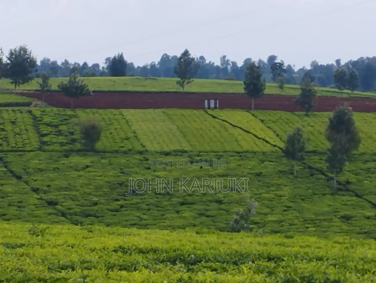 Kiambu Ngorongo Tea Farm,50 Acres Mature and Well Maintained Tea Farm in Ndumberi