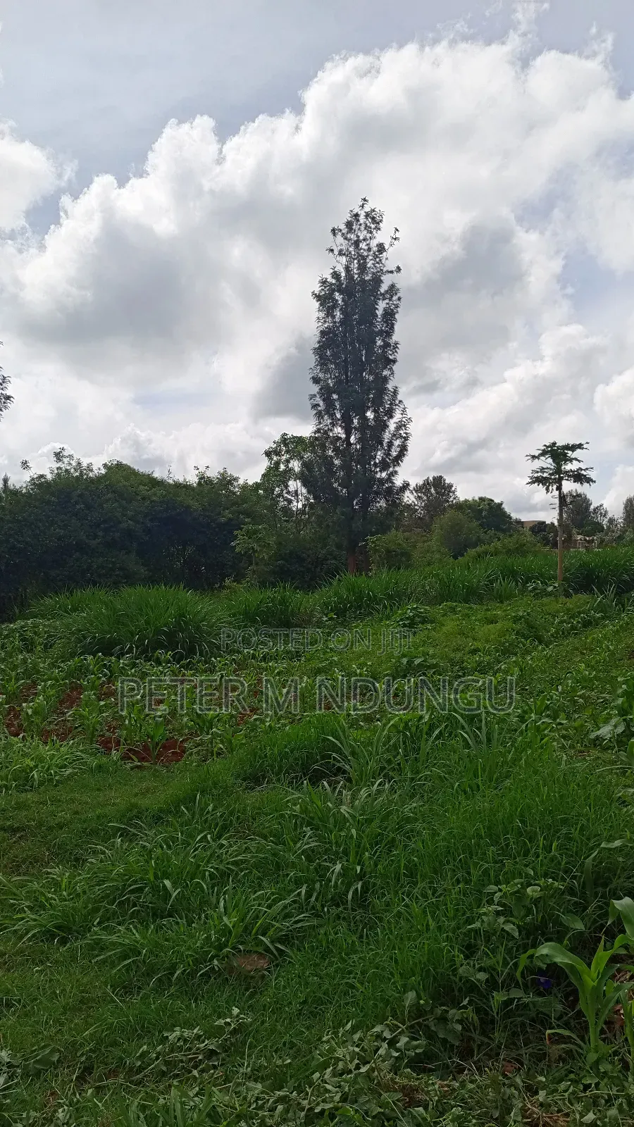 Gatundu Mutomo- Prime One Acre on Sale, Redsoil and Title in Kiamwangi
