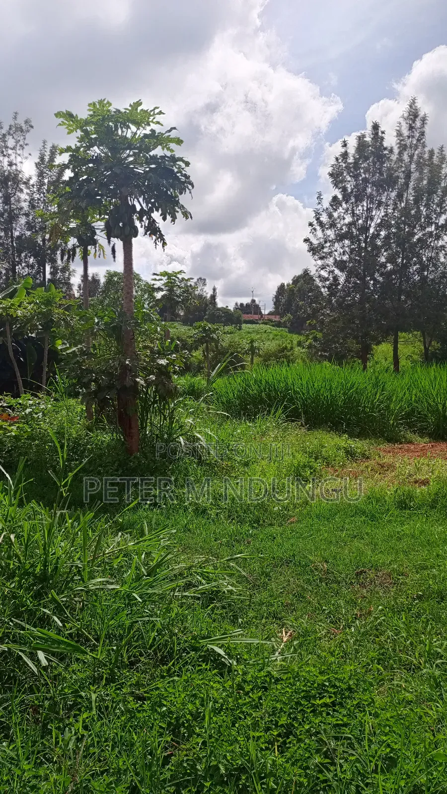 Gatundu Mutomo- Prime One Acre on Sale, Redsoil and Title in Kiamwangi