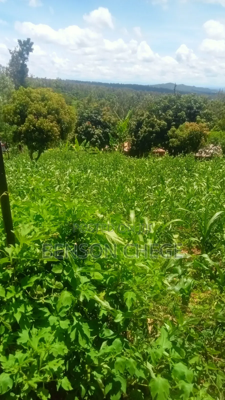 Half an Acre With Homestead in Ndithini