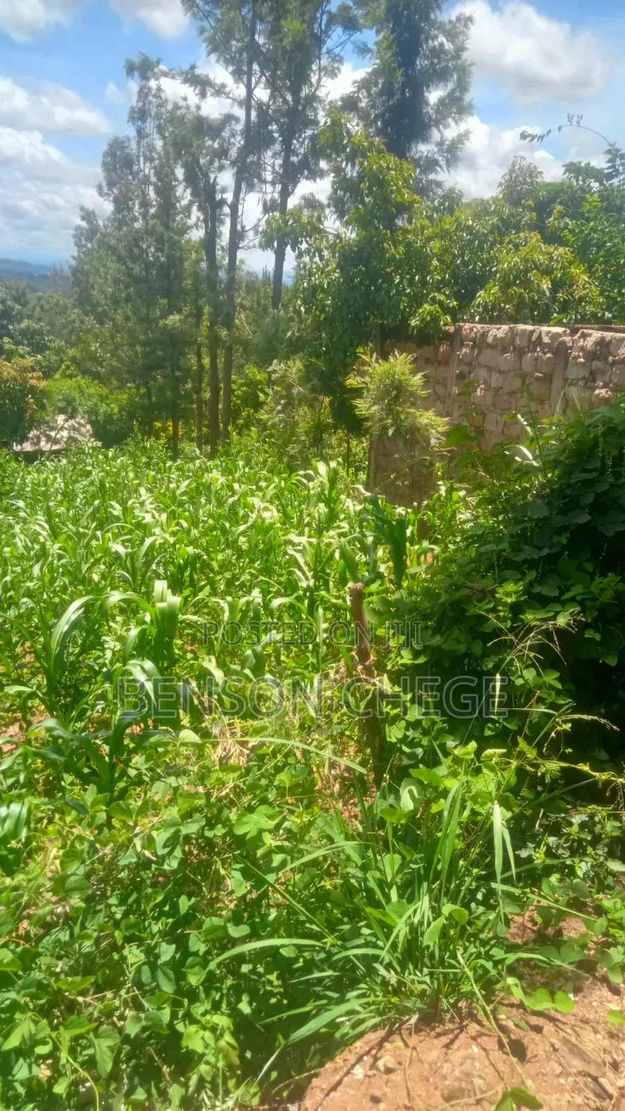 Half an Acre With Homestead in Ndithini