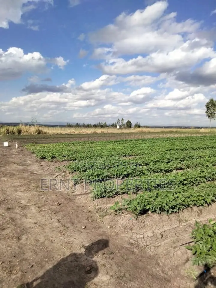 Dragon Fruit Farm — 16 Acres Earning-Ready* in Kajiado