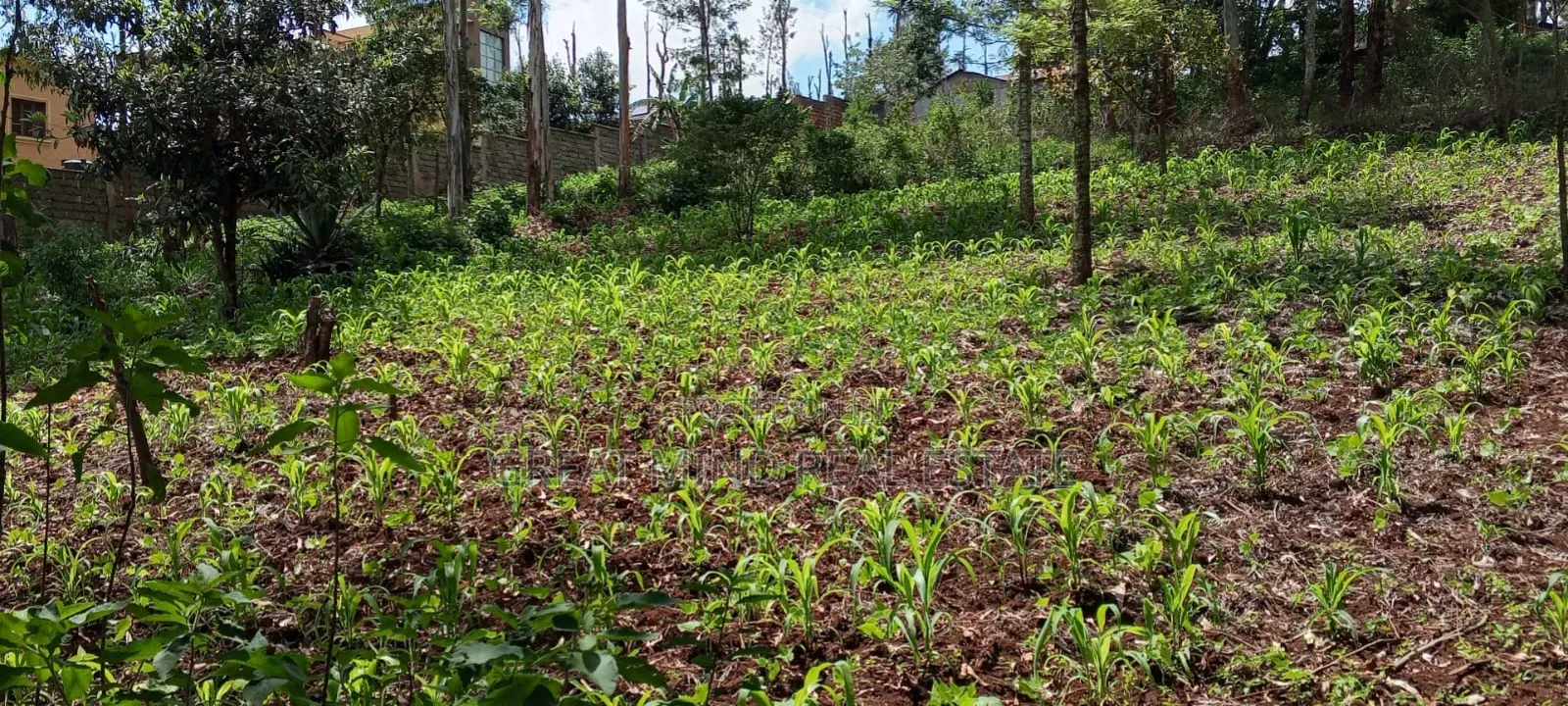 Prime Residential Plots on Sale in Kibiku