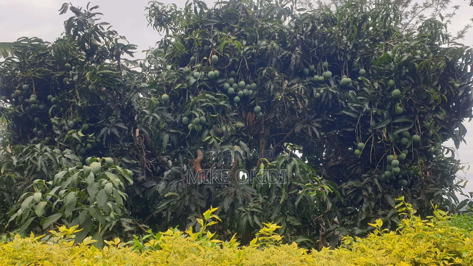 Plots for Sale in Kerarapon in Kerarapon