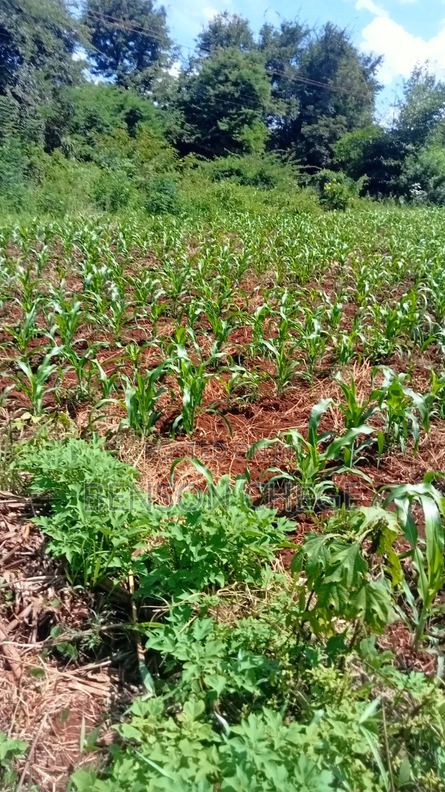 3/4acre of an Acre for Sale at Maragua Ridge in Kambiti