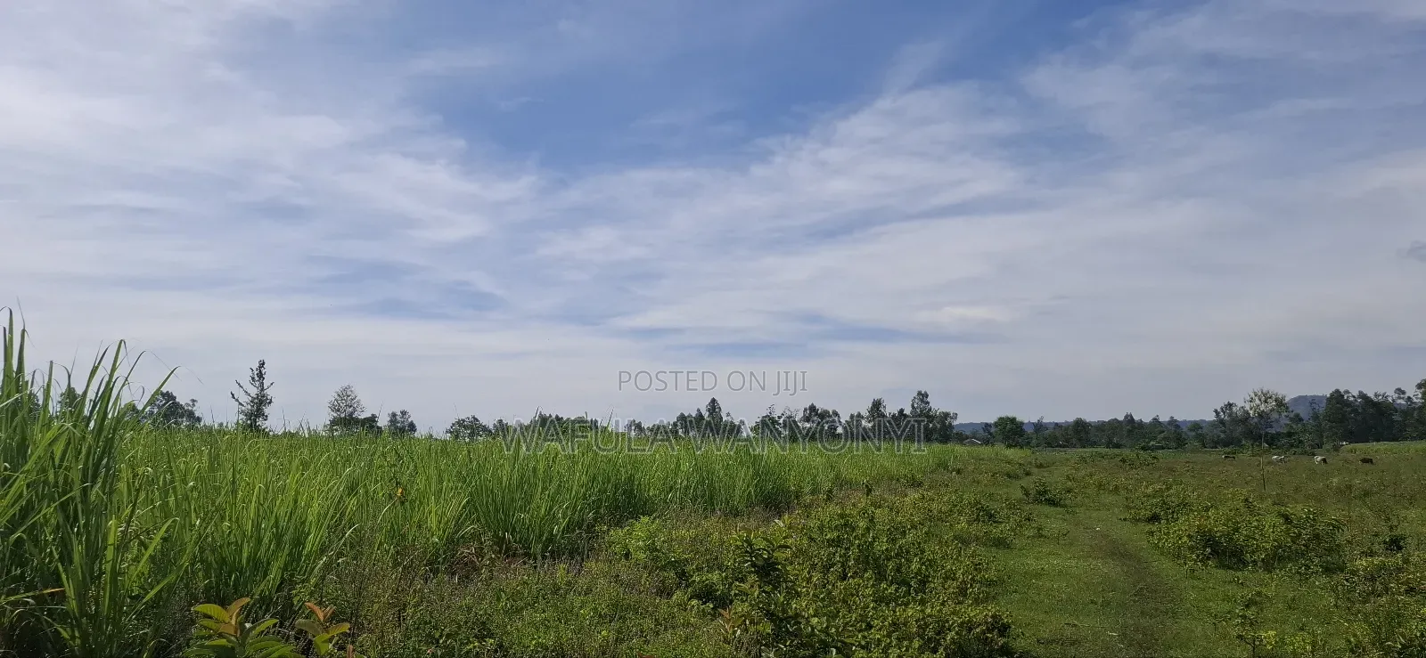 4 Acres Kamolo After Malaba in Amukura West