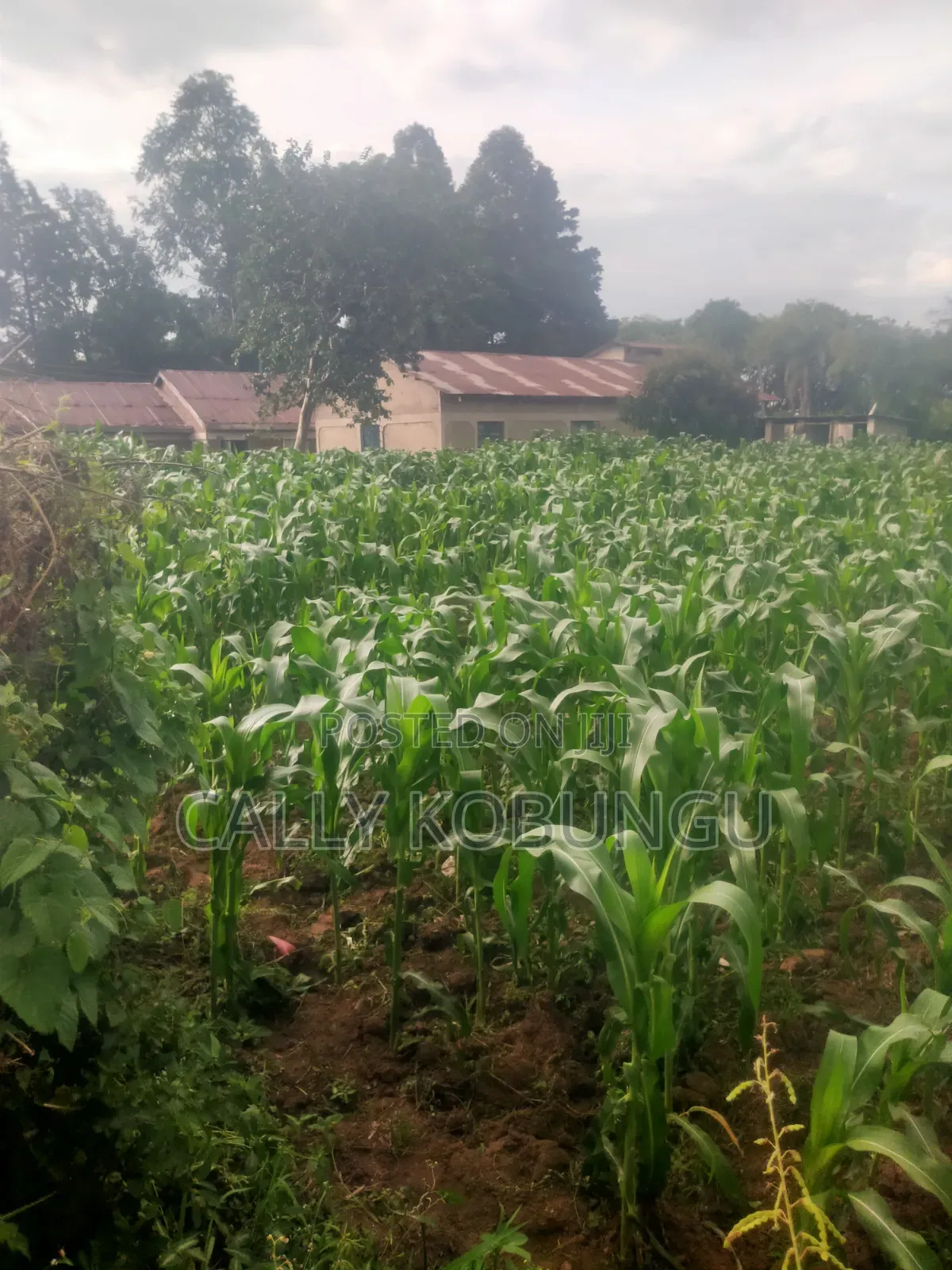 11⁄2 Acres in Kakamega Town in Sheywe