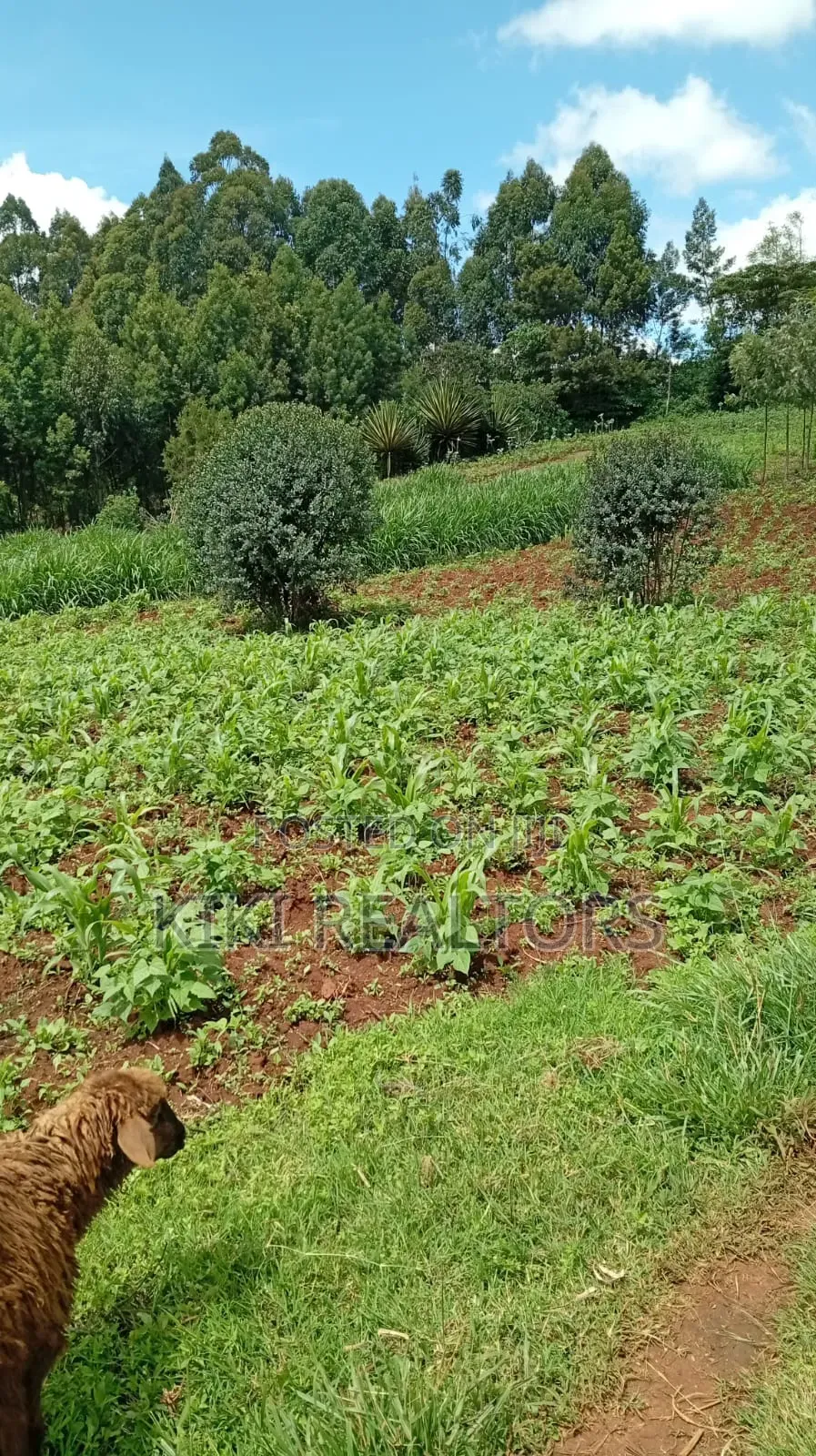 Kikuyu Plots for Sale (Kerwa) in Kikuyu