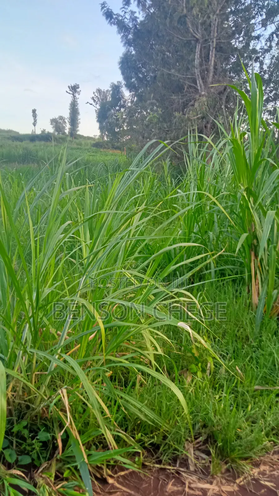 50by100 Plot for Sale in Maragua Town in Nginda