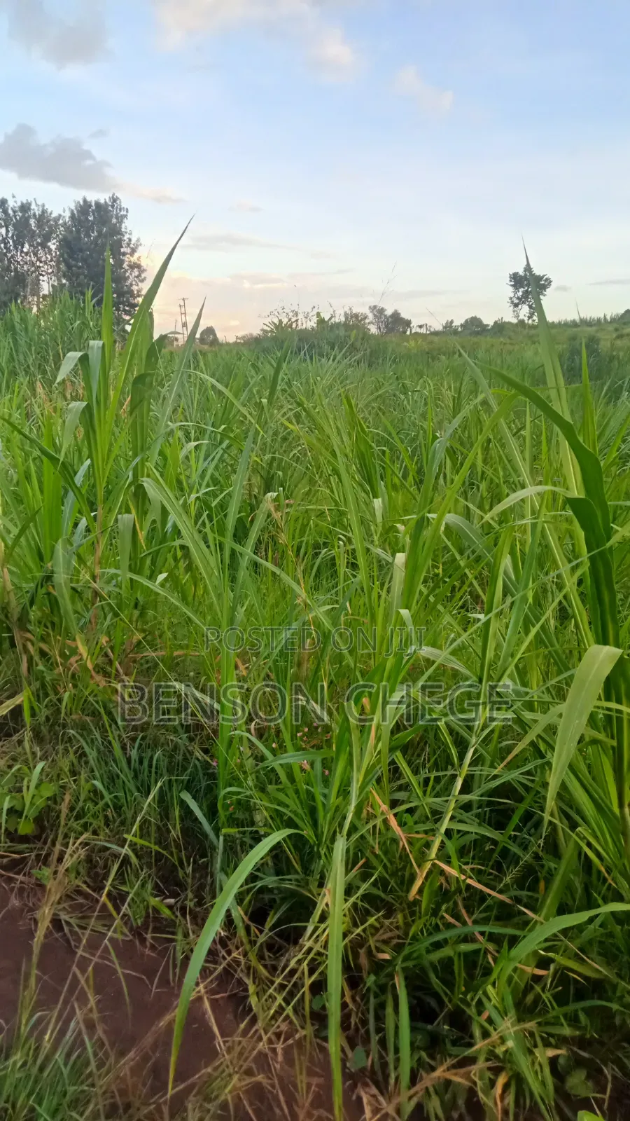 50by100 Plot for Sale in Maragua Town in Nginda