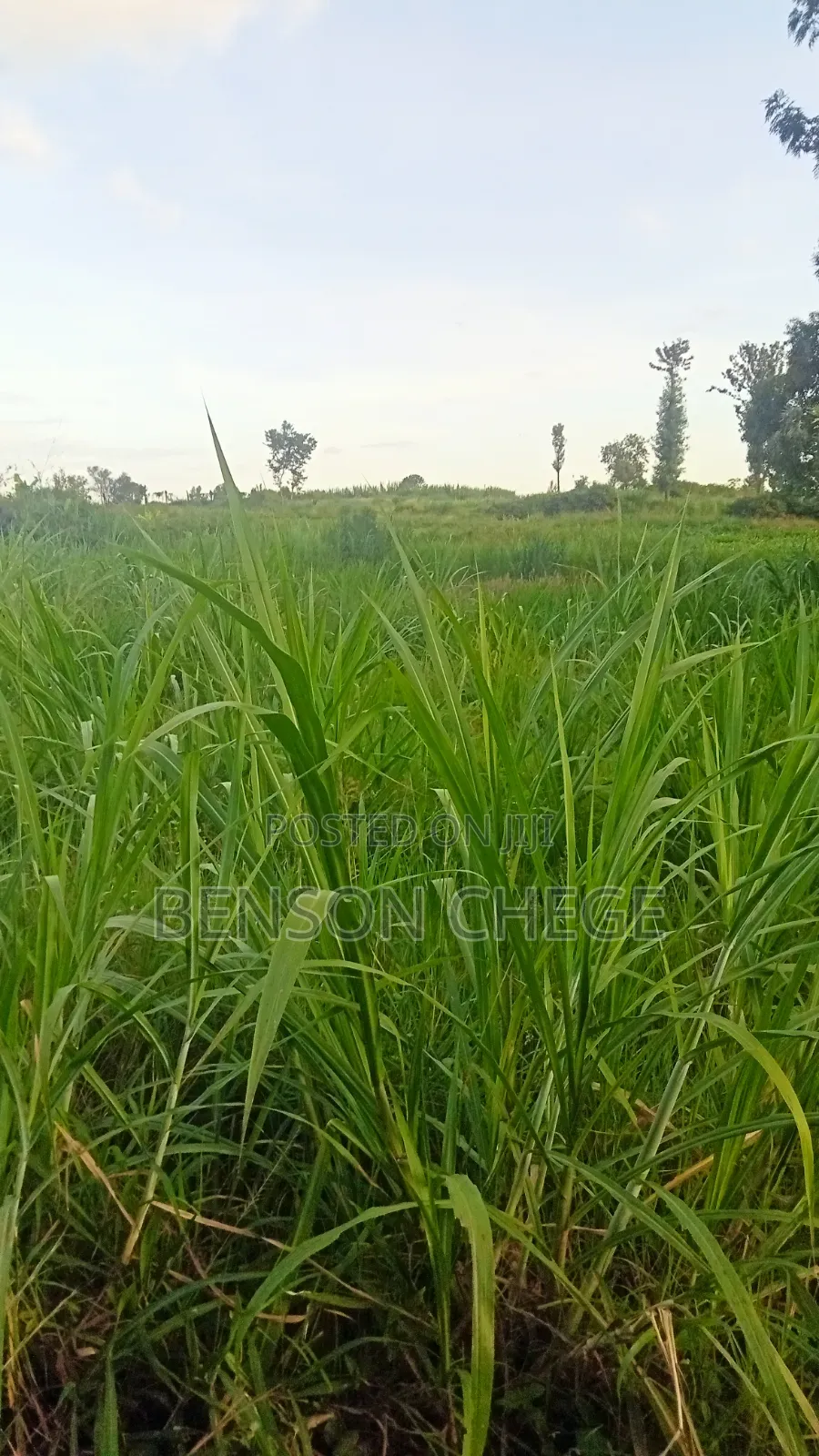 50by100 Plot for Sale in Maragua Town in Nginda