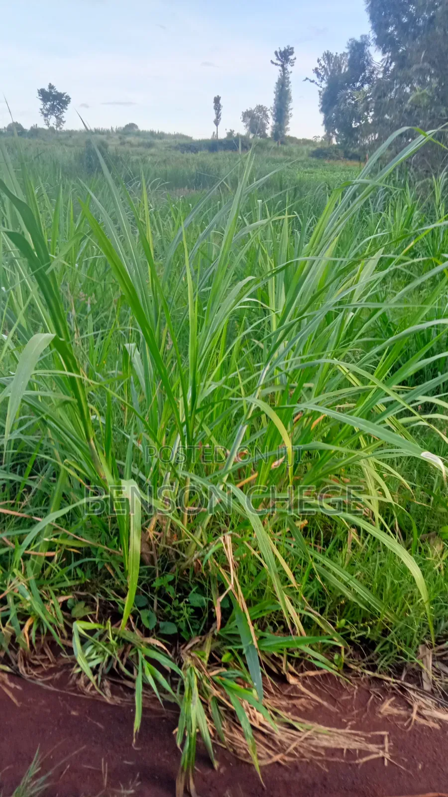 50by100 Plot for Sale in Maragua Town in Nginda