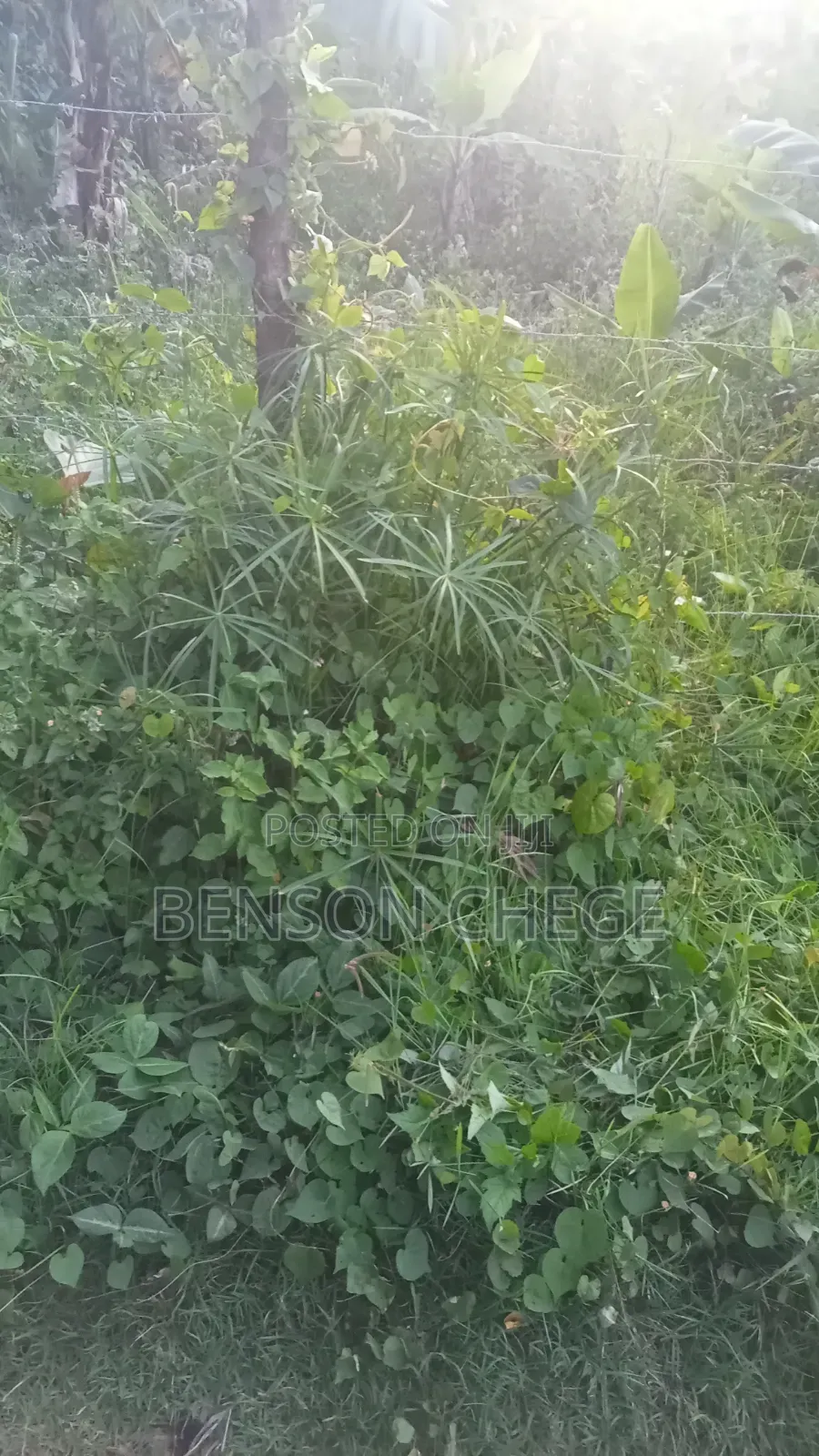 50by100plot for Sale in Maragua Town in Nginda