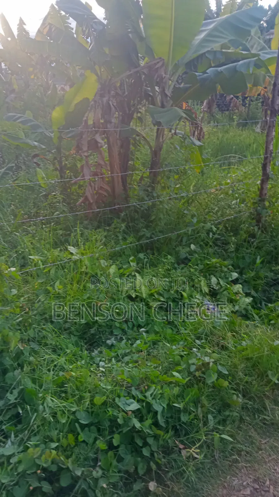50by100plot for Sale in Maragua Town in Nginda