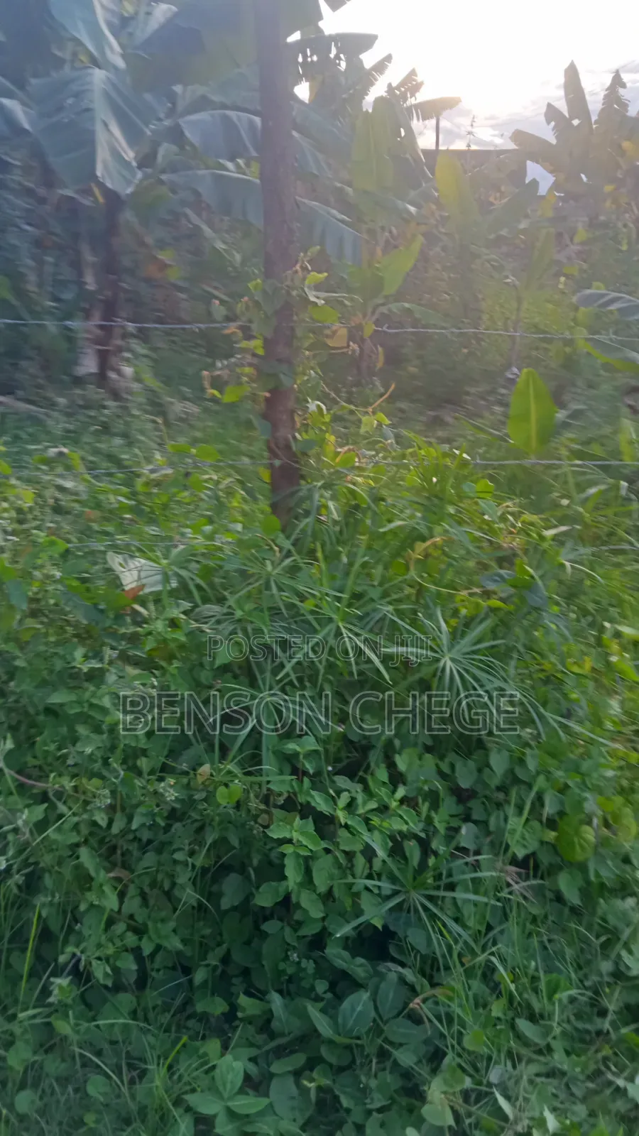 50by100plot for Sale in Maragua Town in Nginda