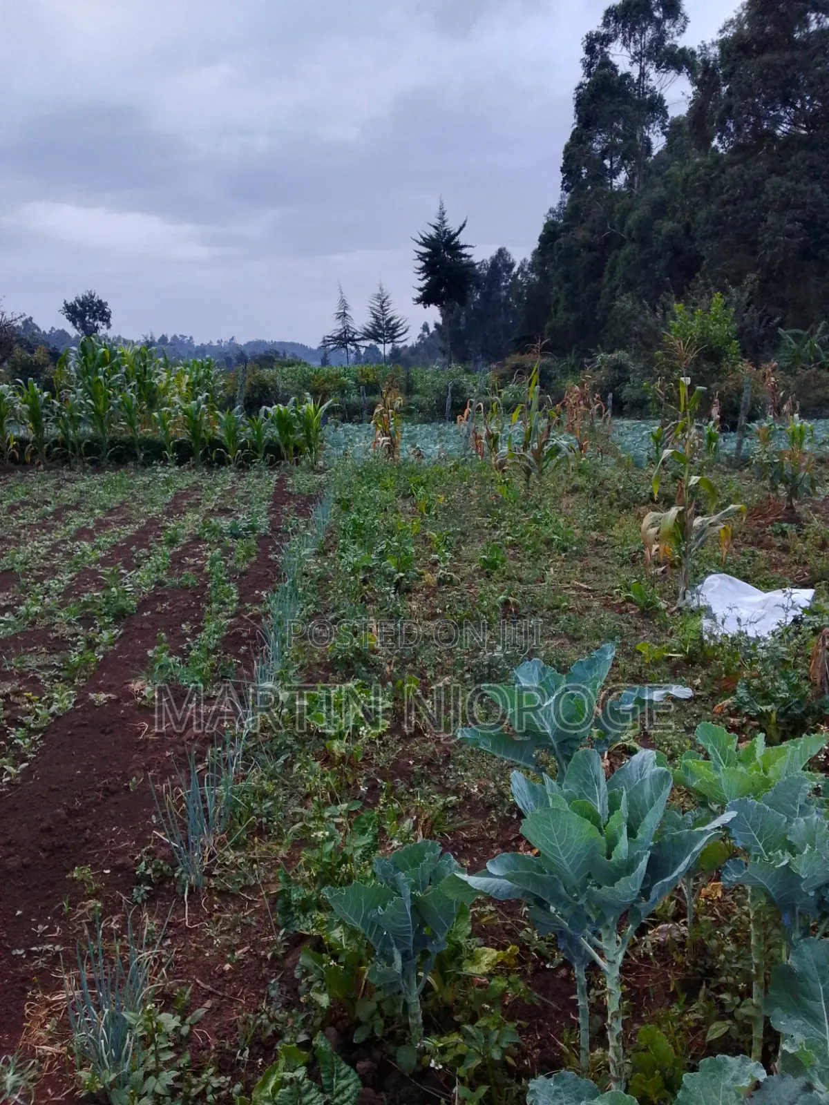 3⁄4 Acre Gitithia, Uplands in Lari/Kirenga