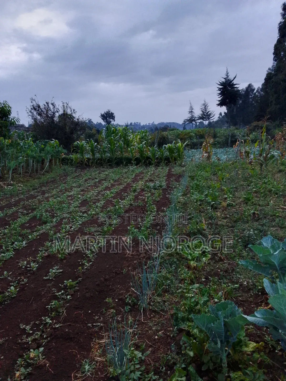 3⁄4 Acre Gitithia, Uplands in Lari/Kirenga
