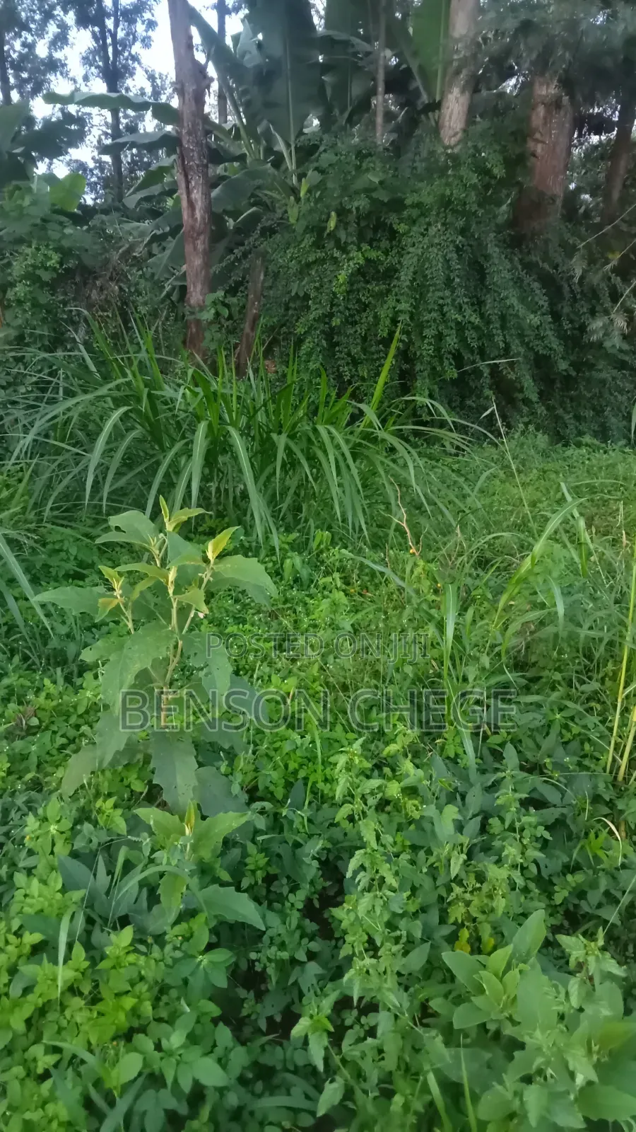 100by80 Plot for Sale in Maragua Town in Nginda
